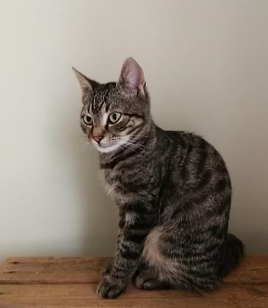 El Tigre