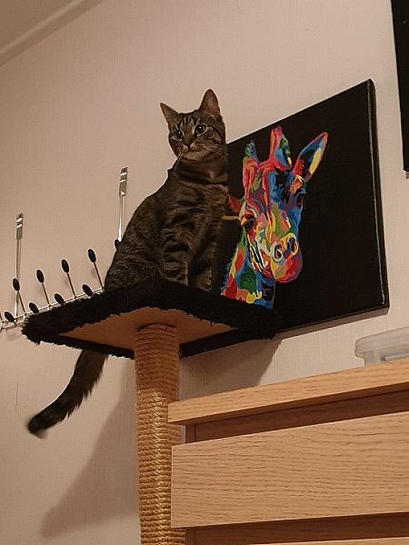 Mira