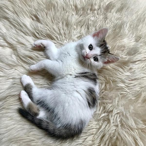 Dot