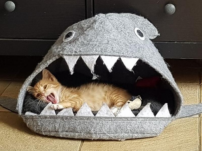 Finn