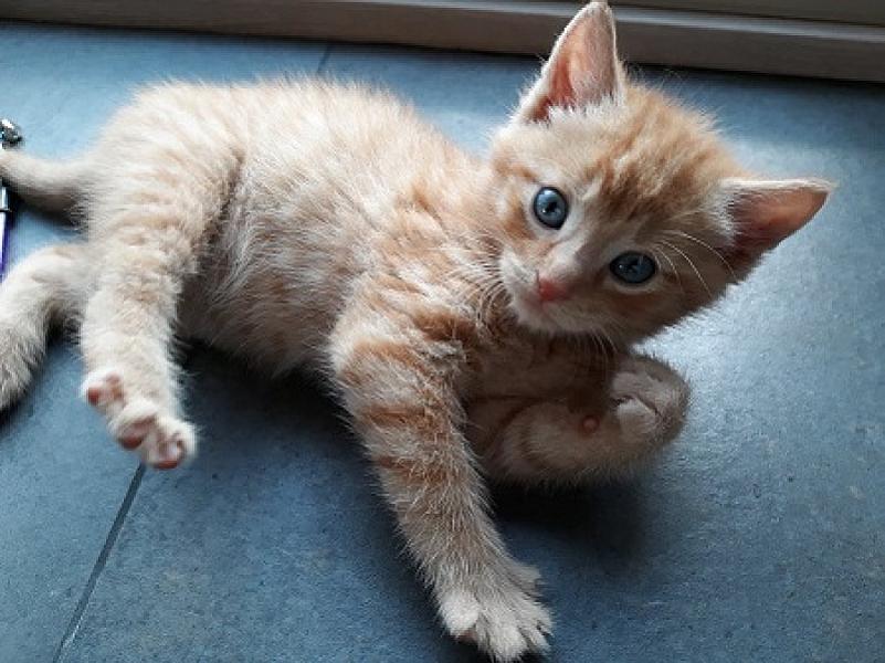 Rambo