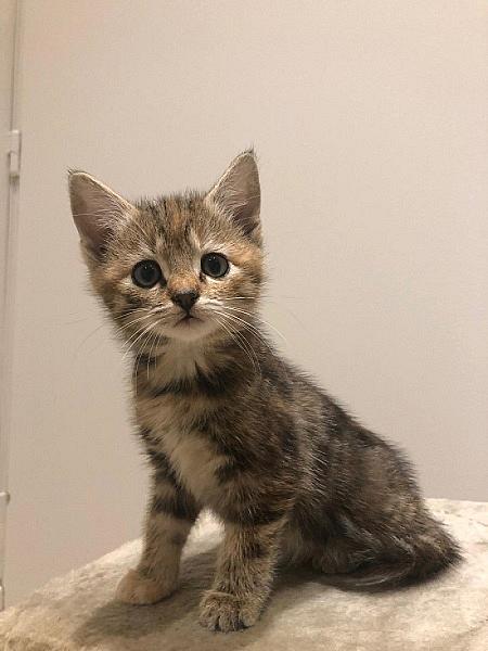 Sienna