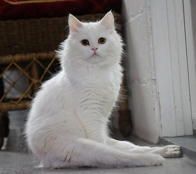 Boshar