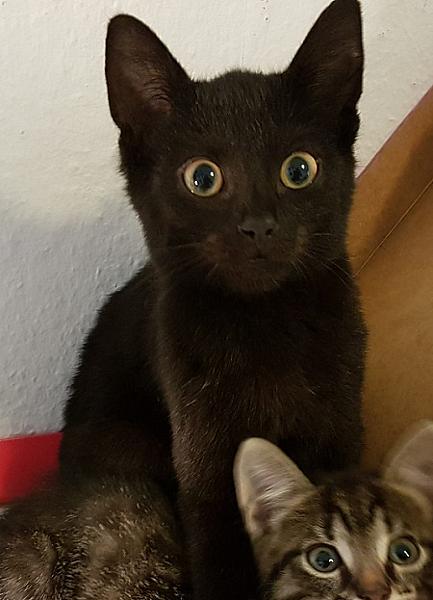 Ravi