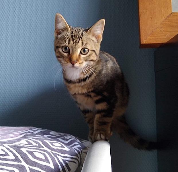 Kovu