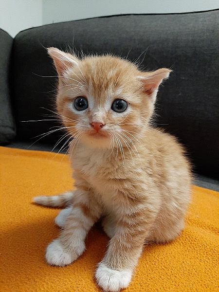 Viko