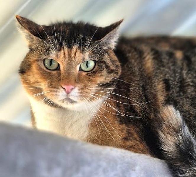 Nala