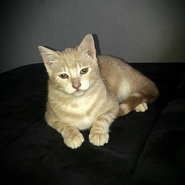 Sultan