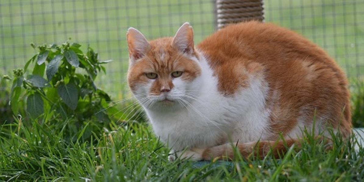 Lowie