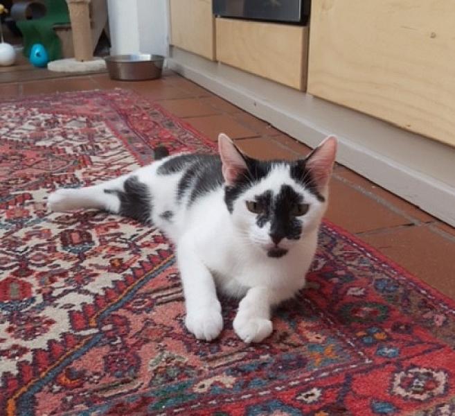 Greetje