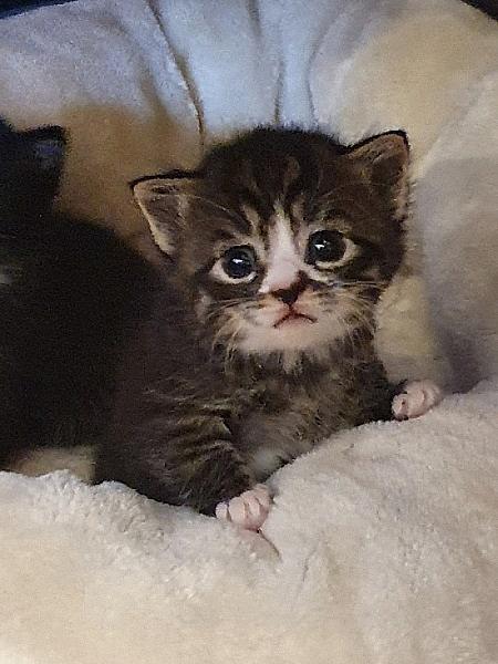 Yip