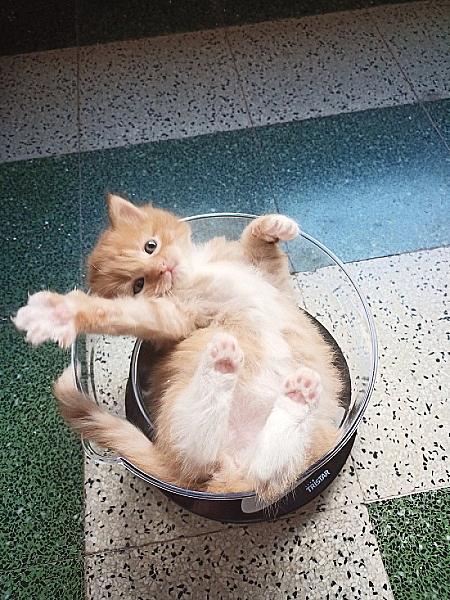 Simba