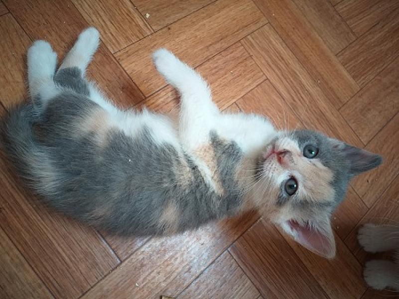 Minnie