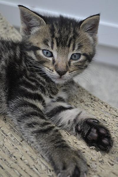 Basil
