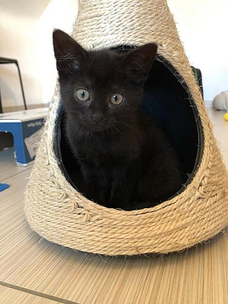 Pia