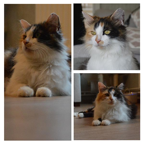 Missy