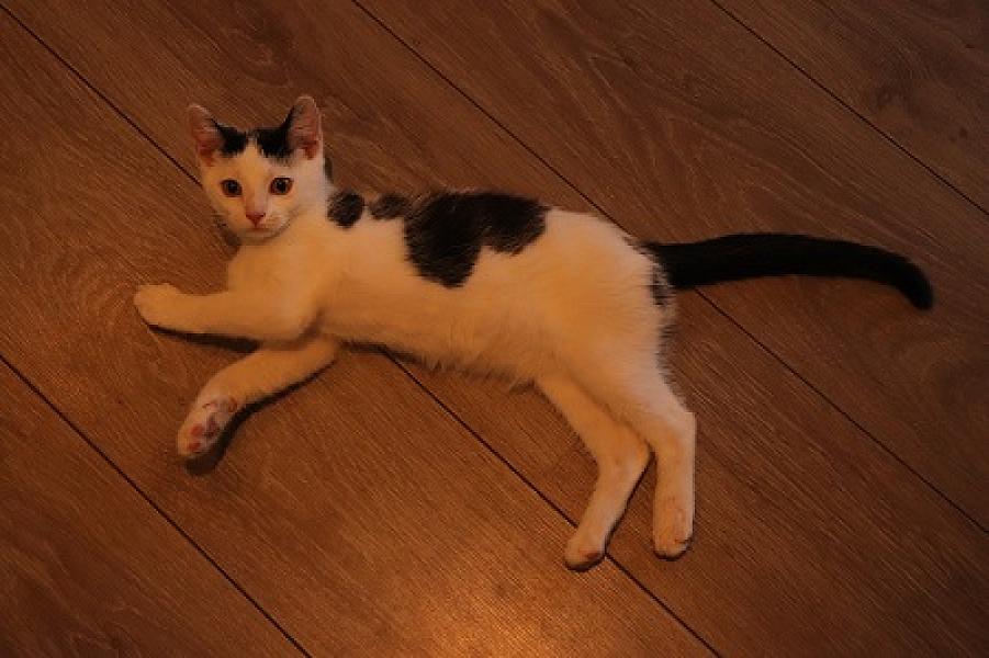 Moshi