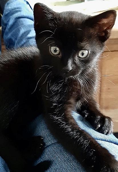 Nora