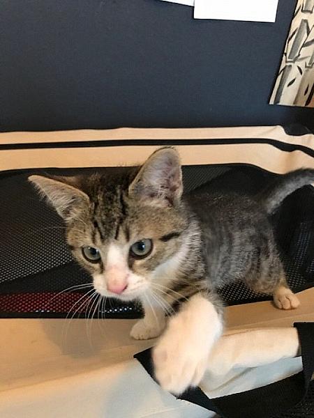 Ed