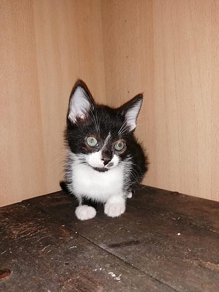Elvis