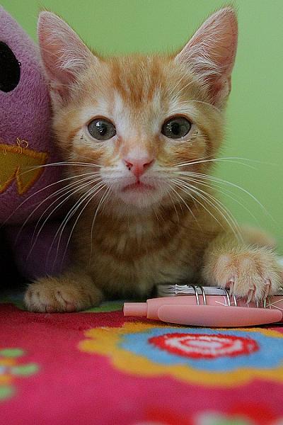 ziggy