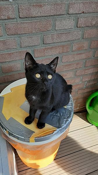 Lukkelie
