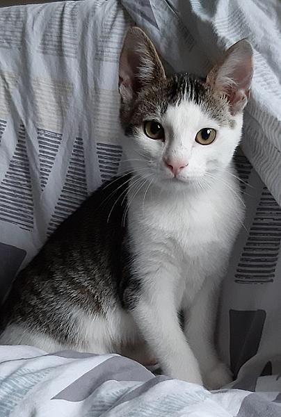 Remy