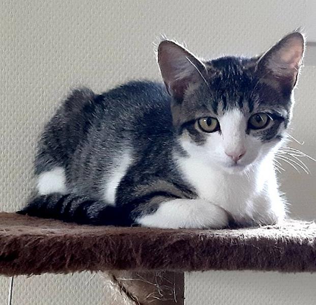 Maya