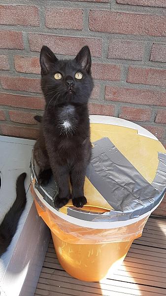 Nika