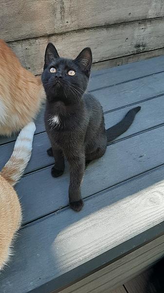Mimi