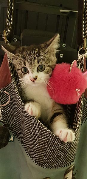 pixie
