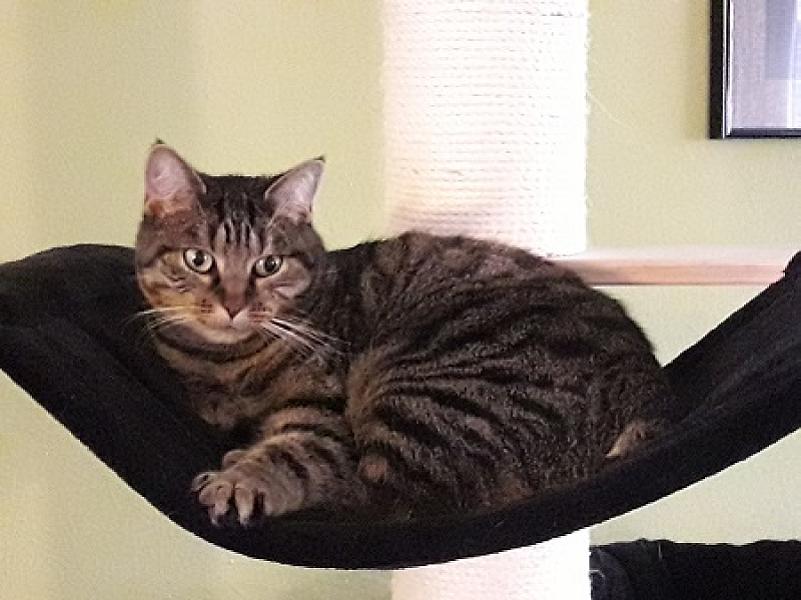 Perla