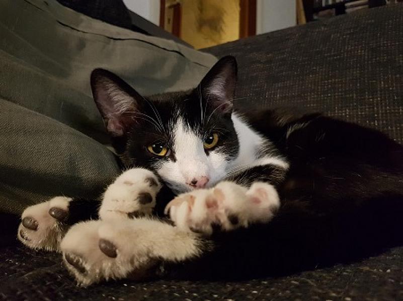 Amigo