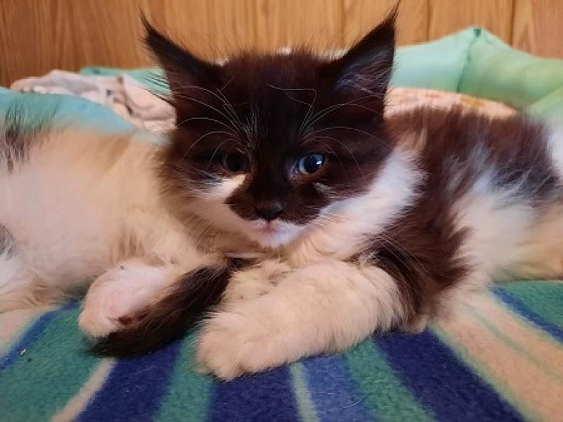 Mona