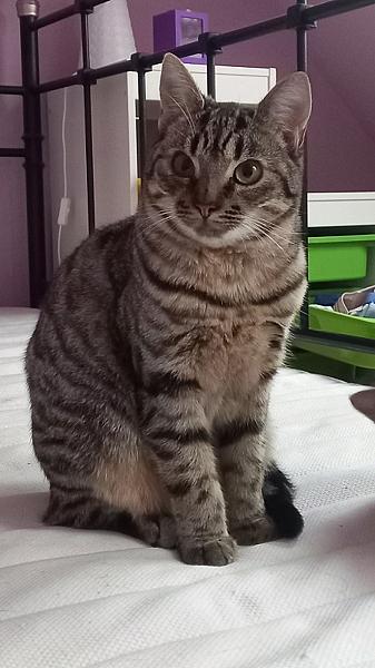 Kato