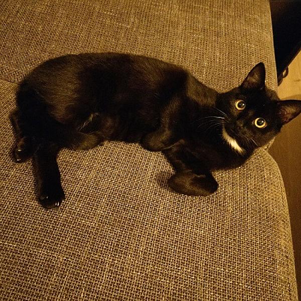 Minou