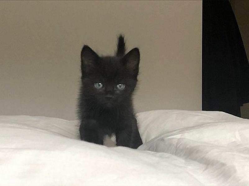 Simba