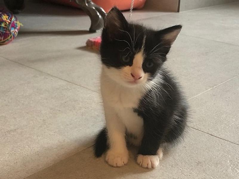 Oscar