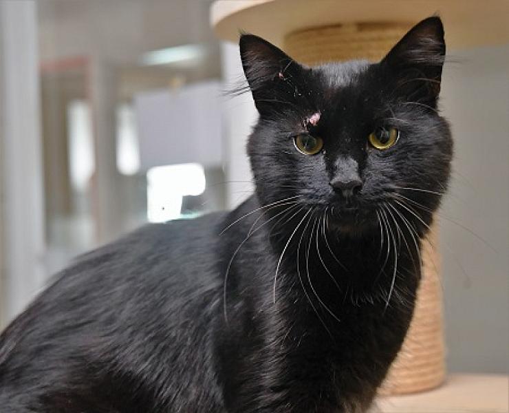 Figaro