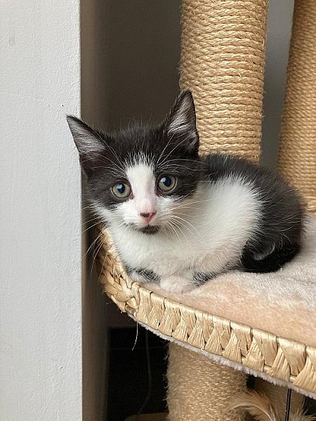 Stella