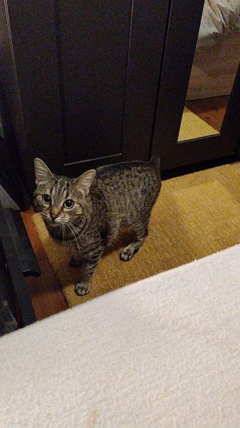 Kikki