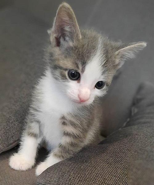 Skye