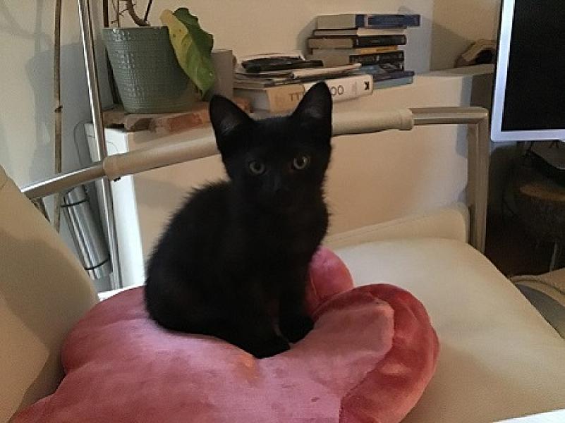 Ziva