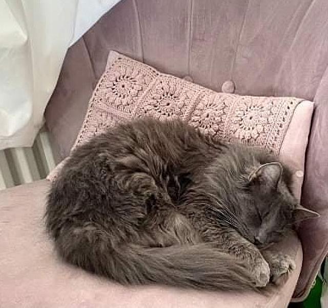 Nona