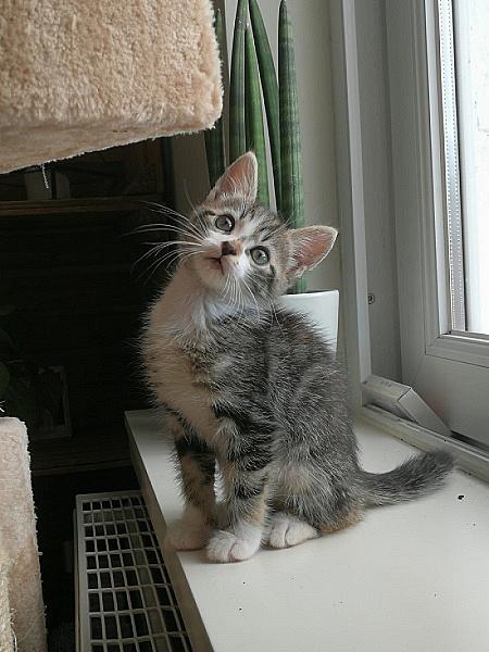 Ali