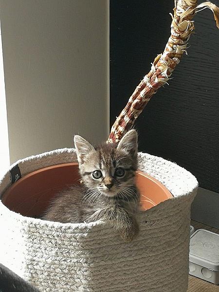 Oli