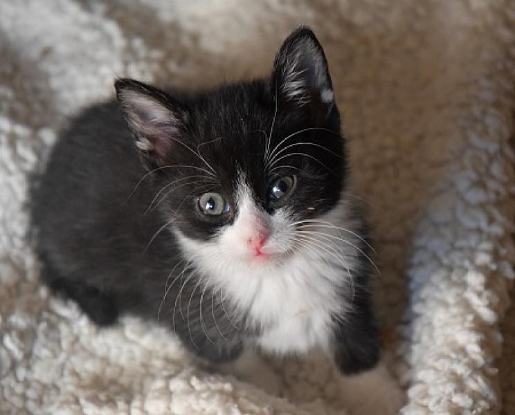 Pip