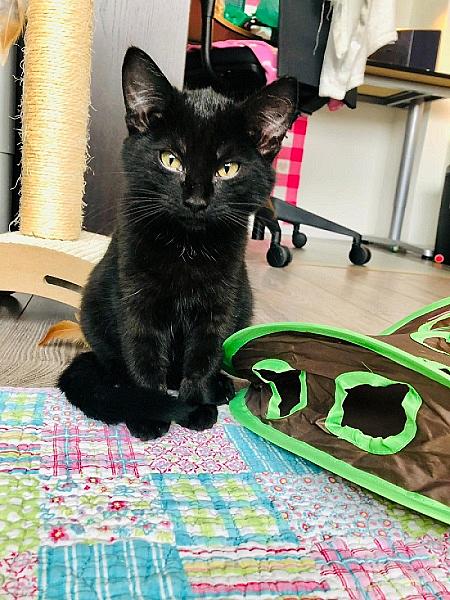 Zorro