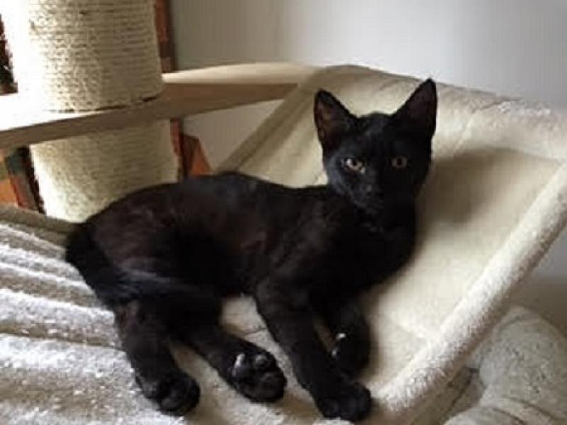 Zola