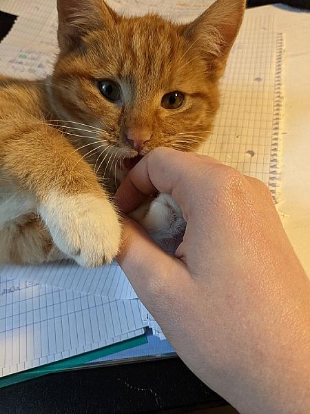 Sascha
